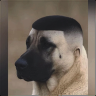 Daniel_Salaru